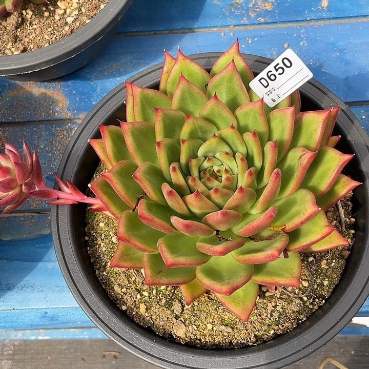 若如东云单拍D650
