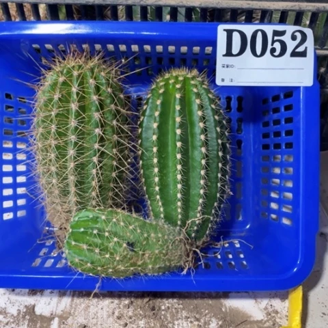 短刺加狂刺d 052