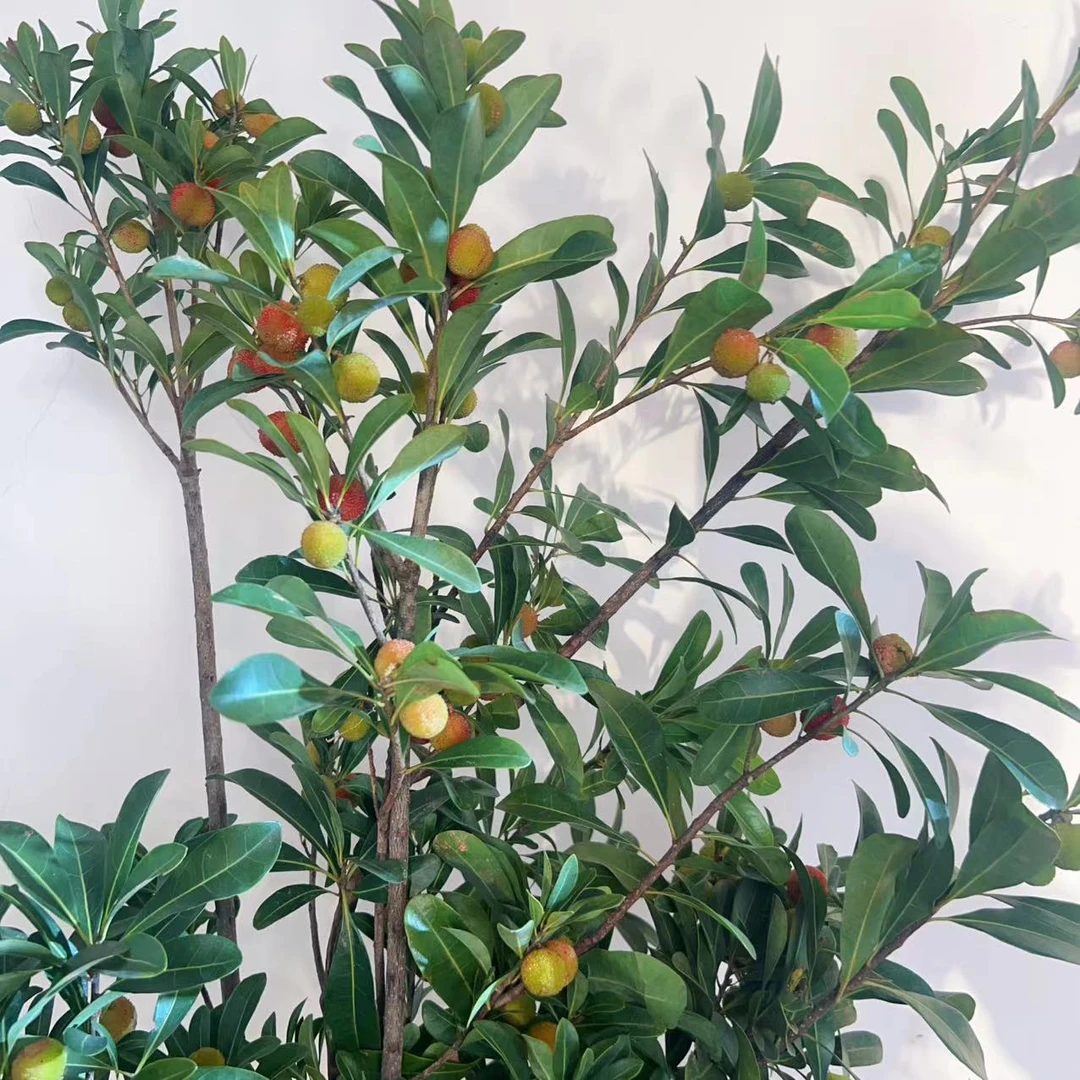 一花一木【杨梅枝花材】可做干花昆明基地直发顺丰包邮