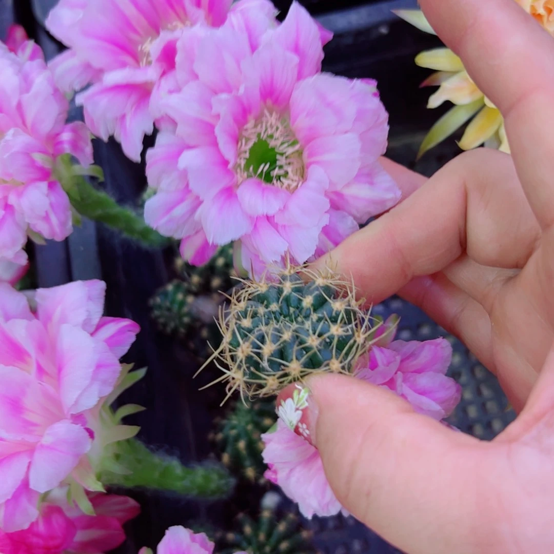 下10丽花美9 歪无根侧芽2公分左右20包邮