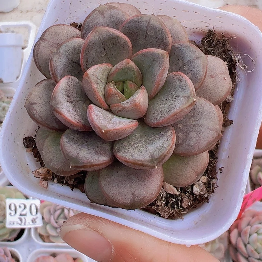 紫葡萄19包邮多肉植物