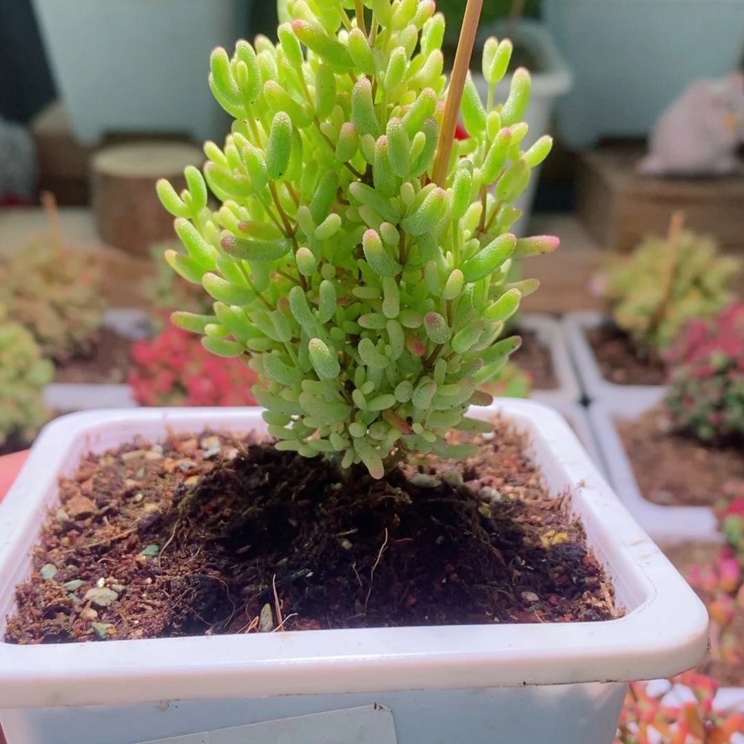 米粒锦带盆土发货一物一拍