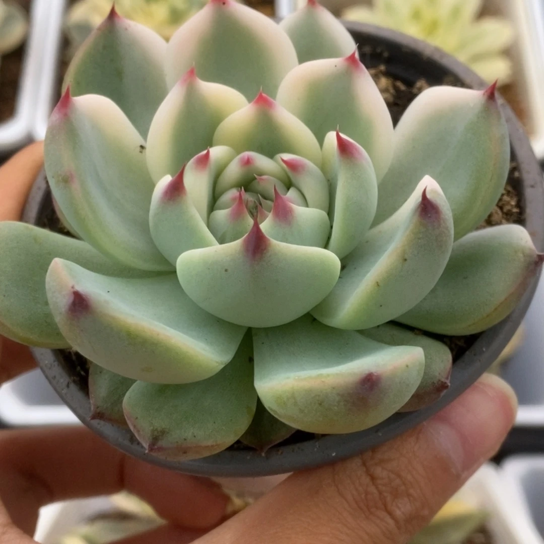 548锦锦锦锦锦锦锦锦