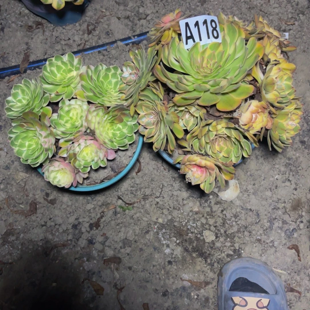 七彩万圣节16////22包邮