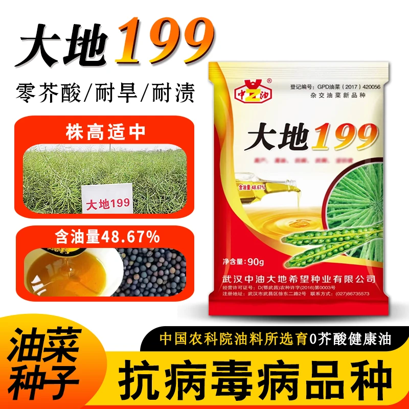 早熟品种大地199油菜籽花籽粒耐旱耐渍性强零芥酸油菜种子