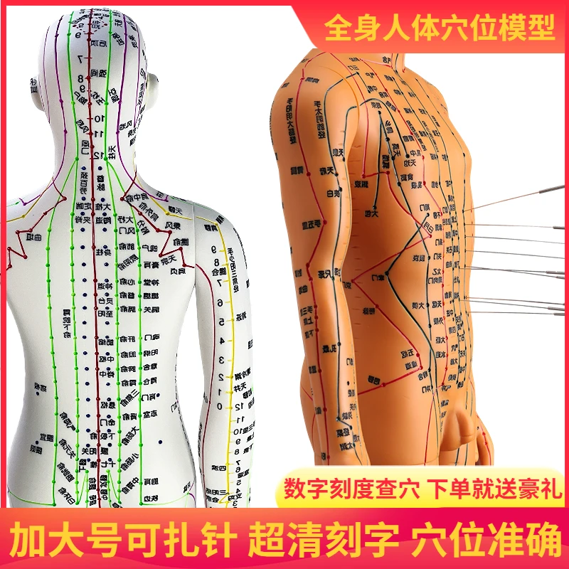 政河针灸穴位人体模型经络穴位模特图全身中医十二铜人扎针小皮人