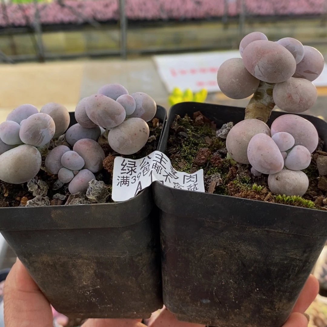初***倪1468芭比奶酪2颗多肉