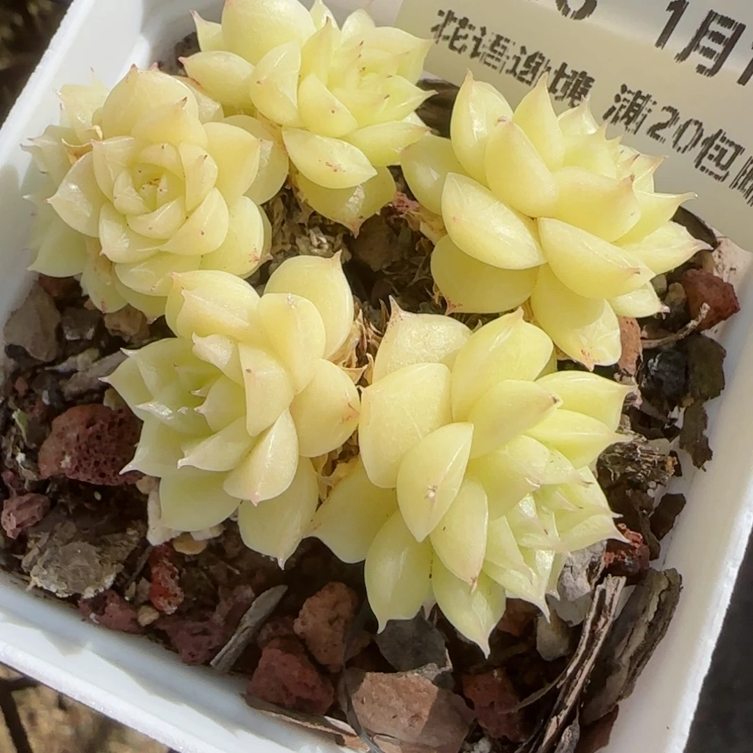 花语逸镜0118-188散麦秆