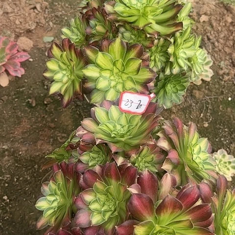 多肉韶华2棵23不包断枝