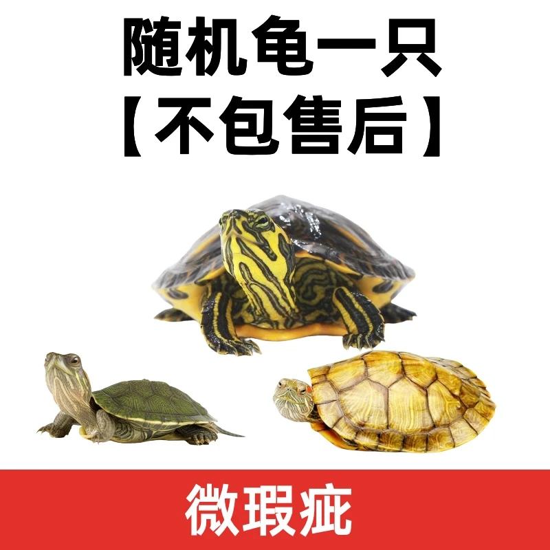 随机龟一只【微瑕疵 不包售后】