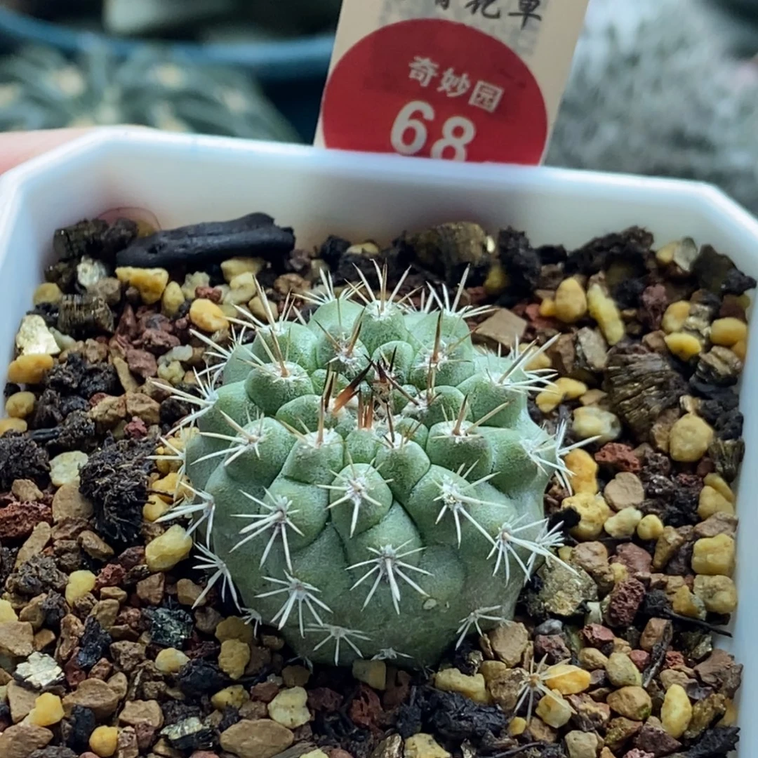 实生上腊带中刺绿皮智利球2.8cm