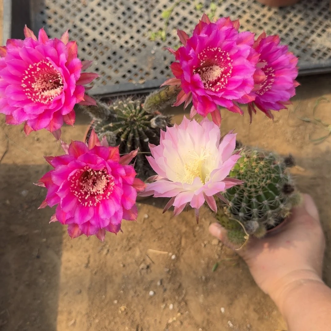 301彩草脱土发货掰花软斑掉侧牙无售后