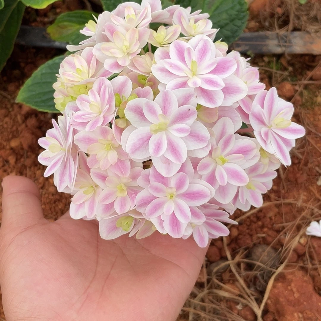 绣球切花一物一拍3枝起包邮，35