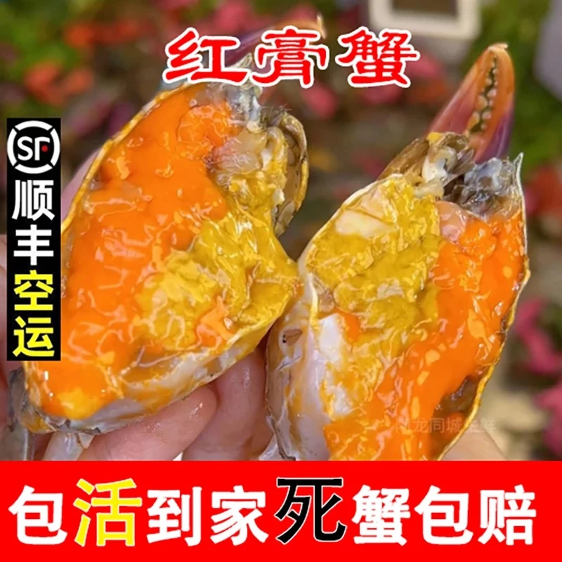 A【顺丰包活到家】发5只母蟹红膏蟹红鲟青蟹每只2-3两