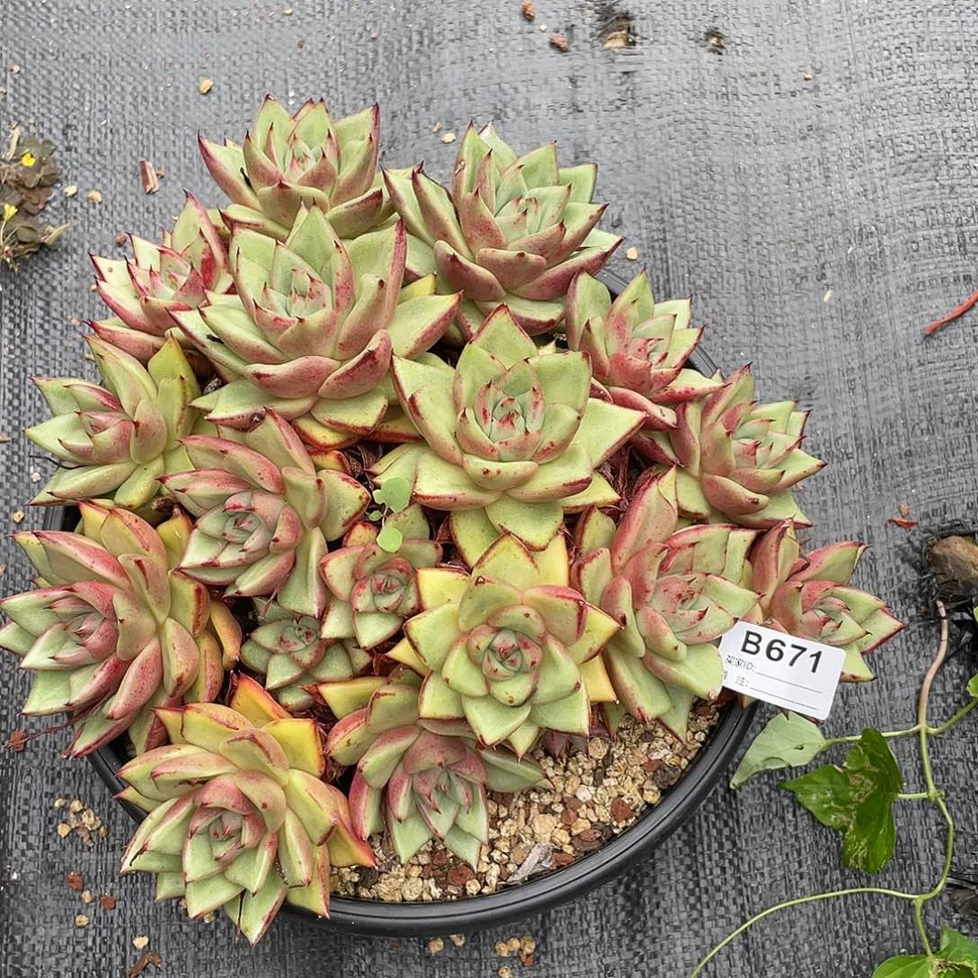 若如东云单拍B671（物流到付）