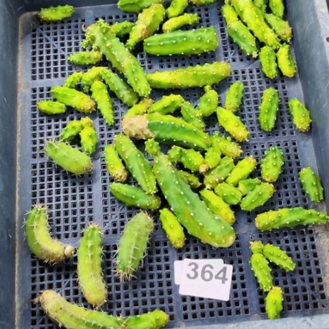 364桃太郎一物一图如图