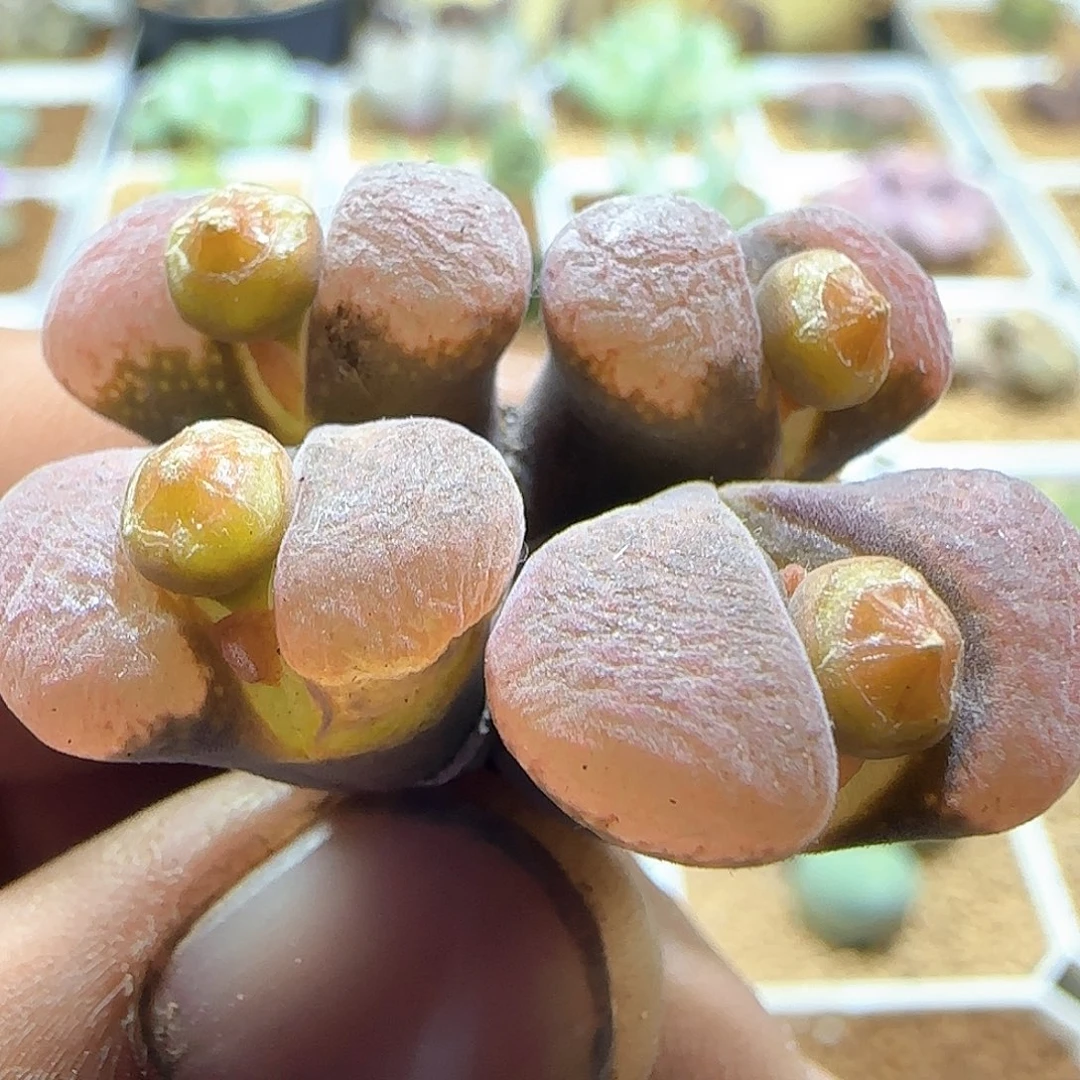 哈哈哈哈哈哈哈58456