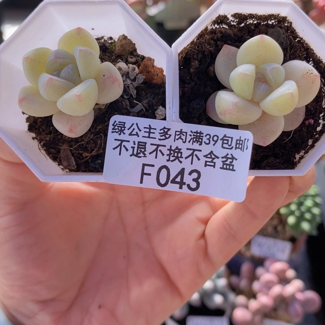 冰玉2棵043多肉植物