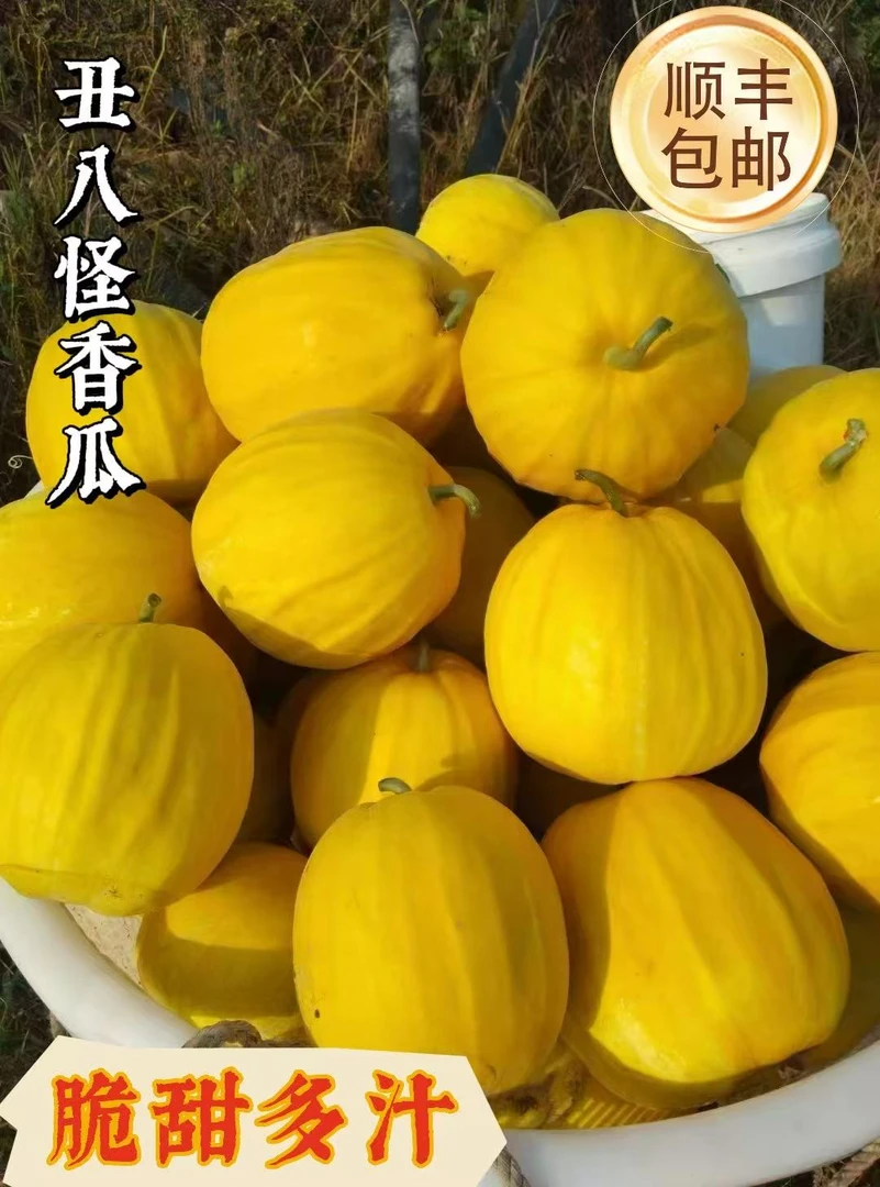 【京东/顺丰包邮】湖南麻阳丑八怪香瓜脆甜多汁