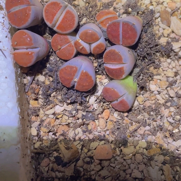 用***058955958958958965888