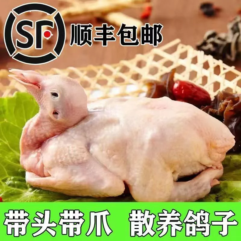 农家散养土鸽子（单只7-8两）带心肝 鲜活现杀 速冻顺丰发货