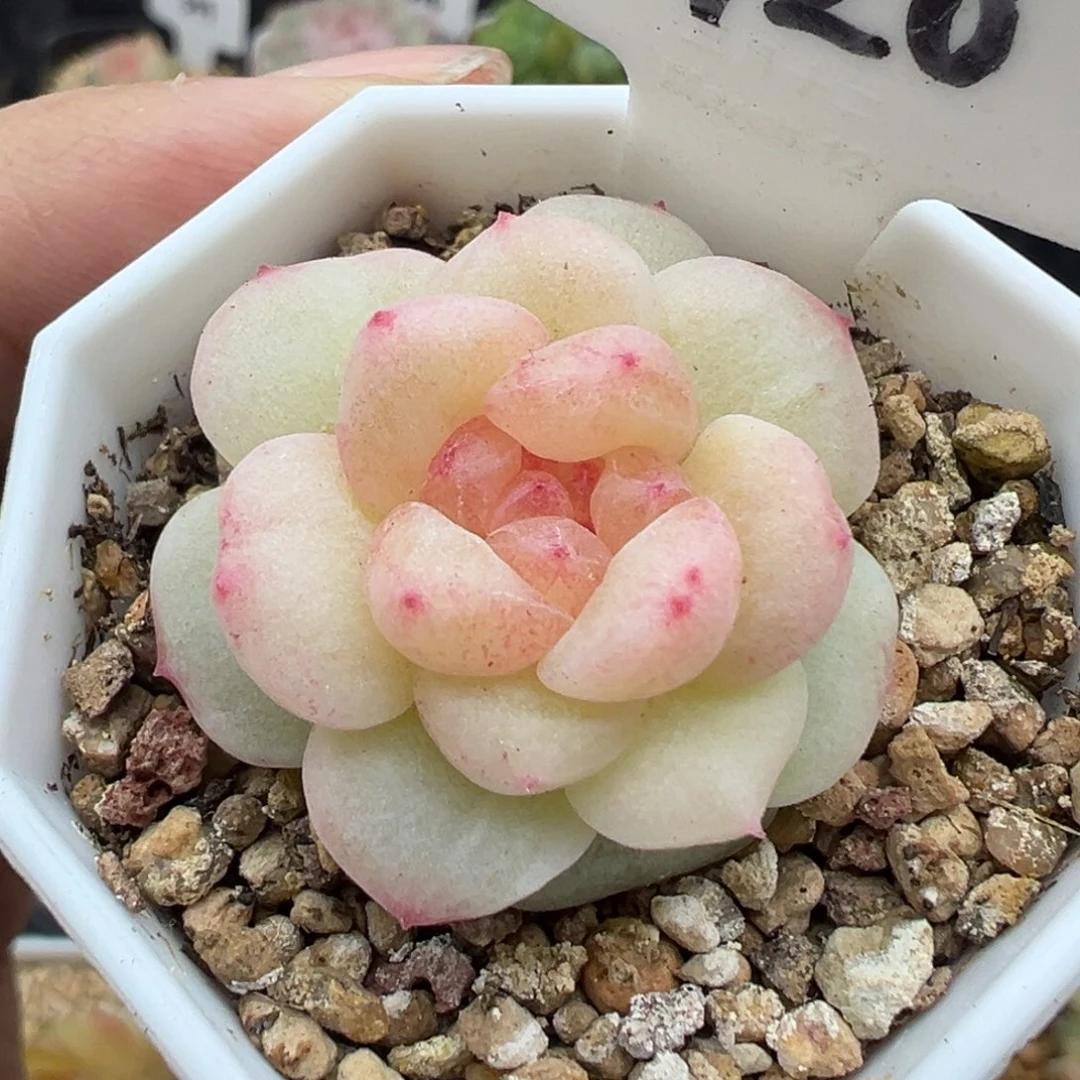 420号西柚甜心 晗雨