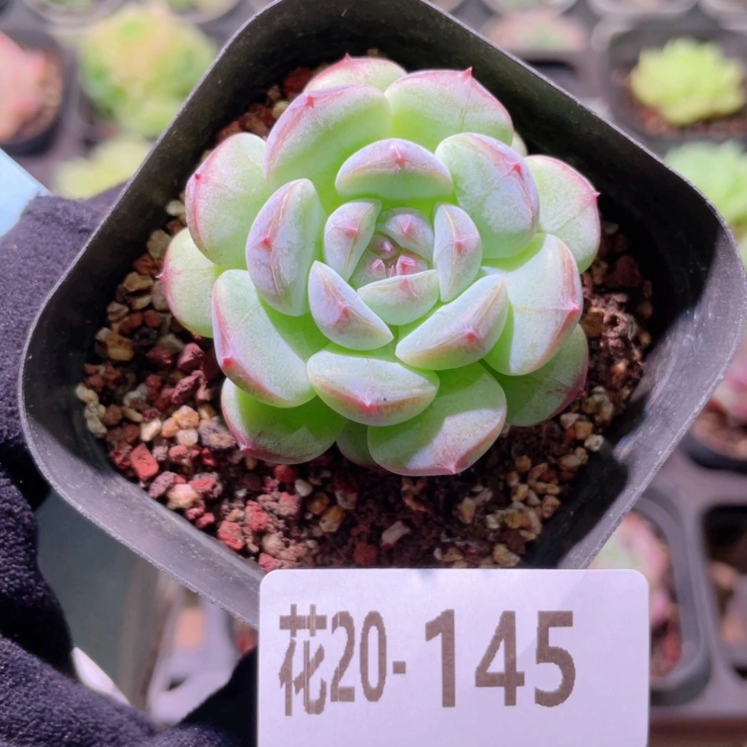 花利美20-145白桃汽水
