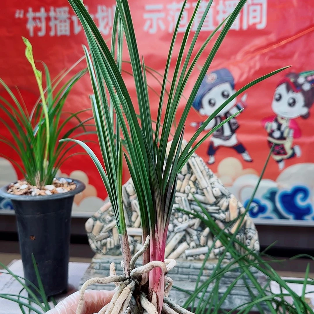 用***9完全开放惠兰红香妃