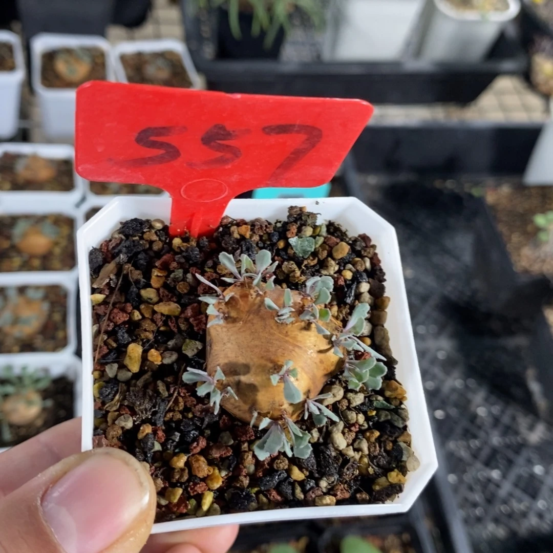 产地格加厚炖菊一个