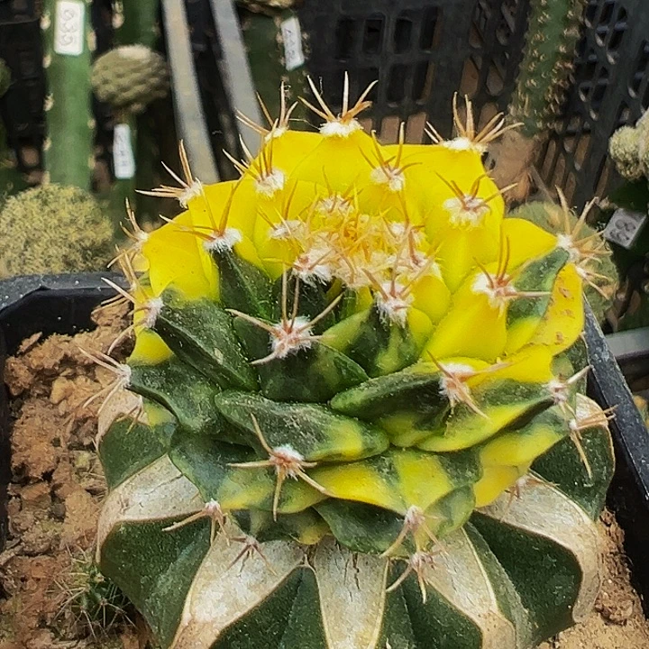 无花朵福利散班蒂冠锦859