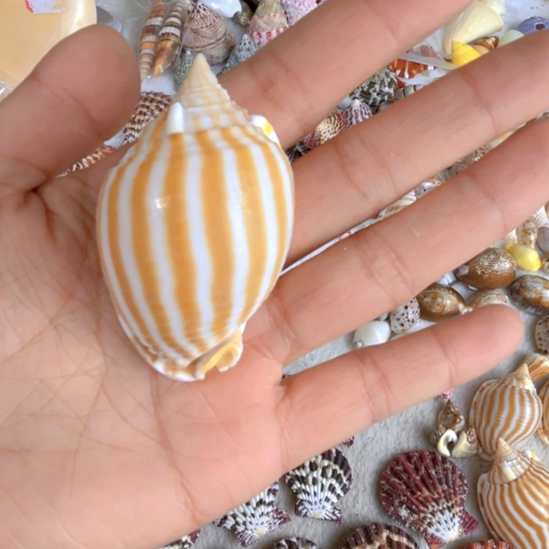 大理石磁石紅***ɞ天然贝壳海螺批发零售