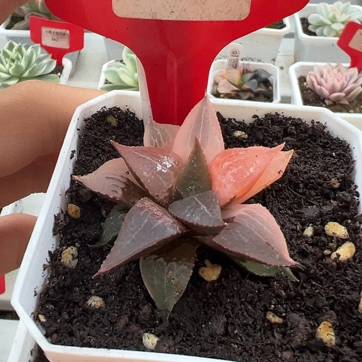 858号芭提雅锦酒吞童子