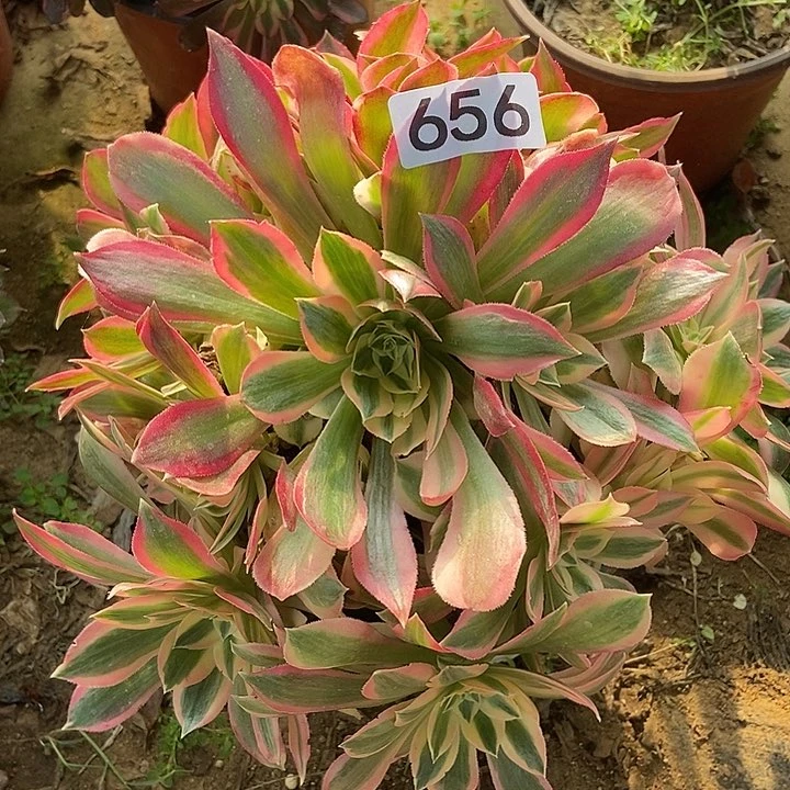女神多肉656多肉不包断