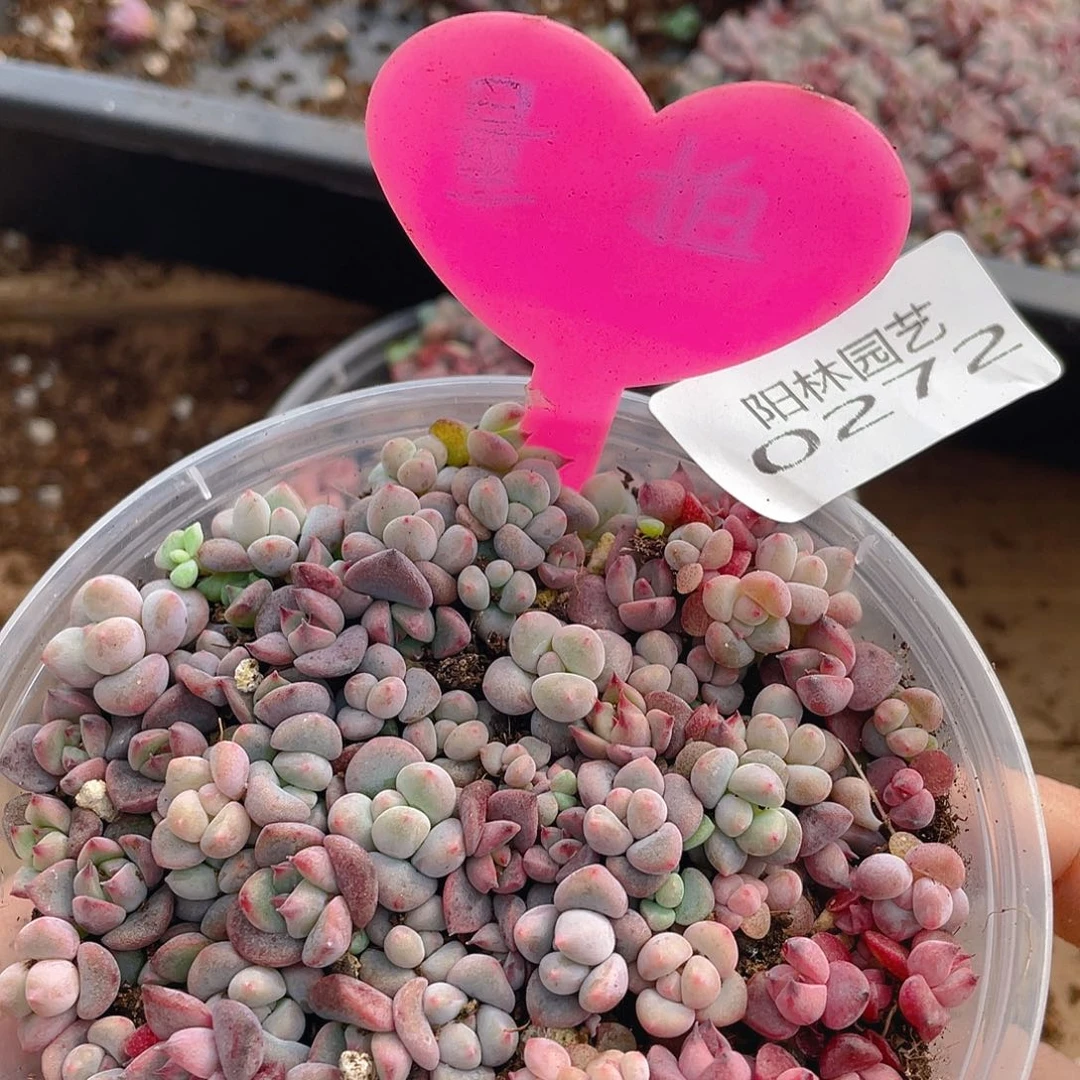 量拍多肉植物多肉植物272