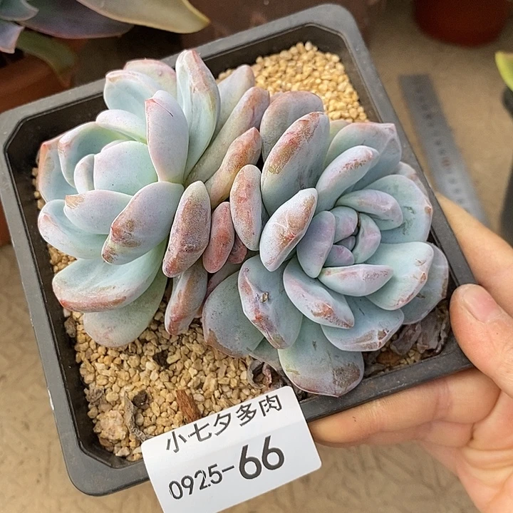 小七夕多肉橙子石化66