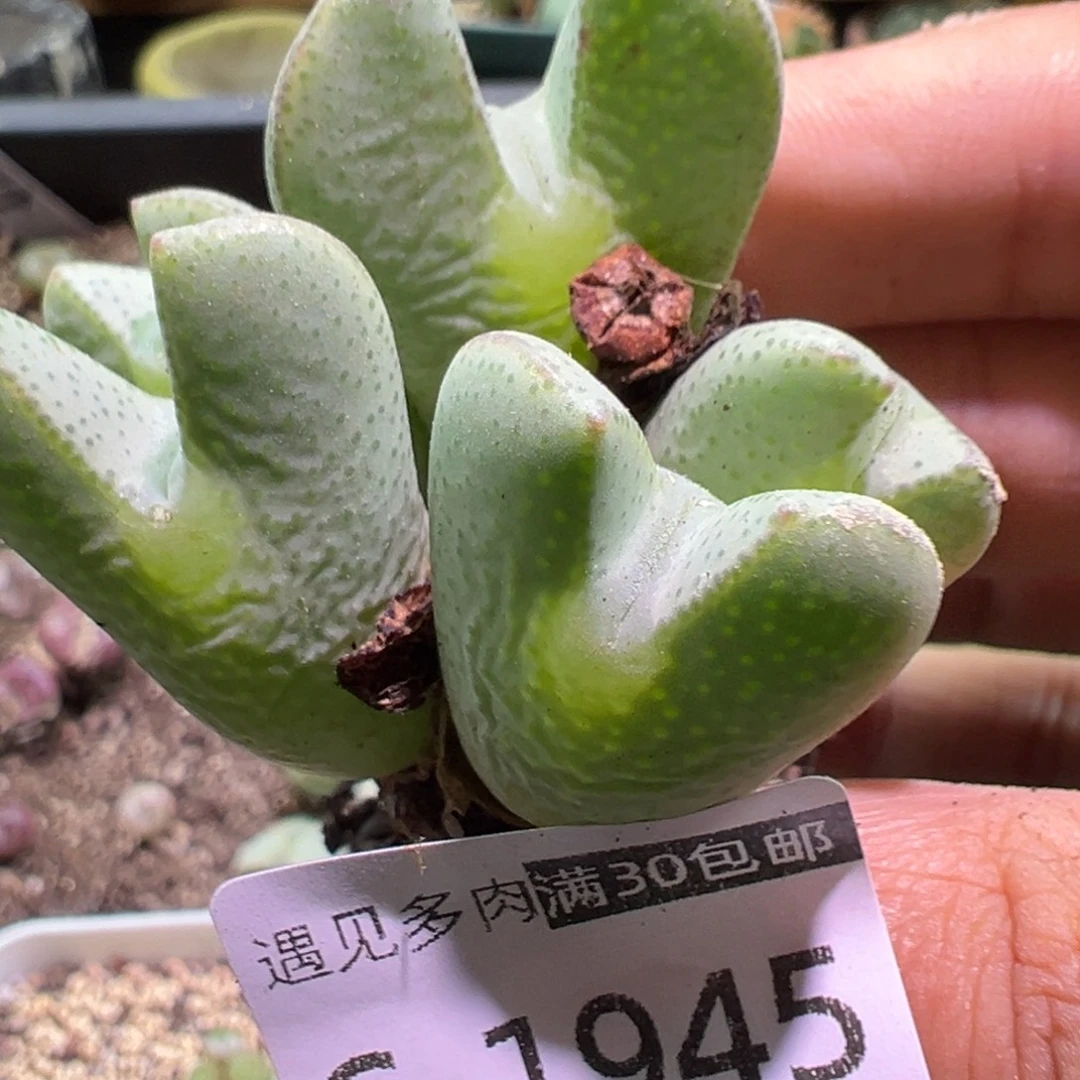 多肉植物111111111111