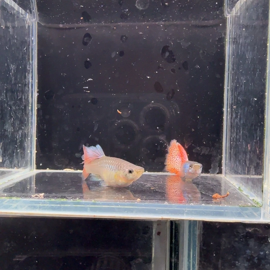 孔雀鱼红蕾丝花瓣1对