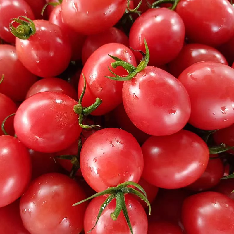 江苏淮安圣女果千禧小番茄超甜新鲜自然熟西红柿生吃水果现摘包邮