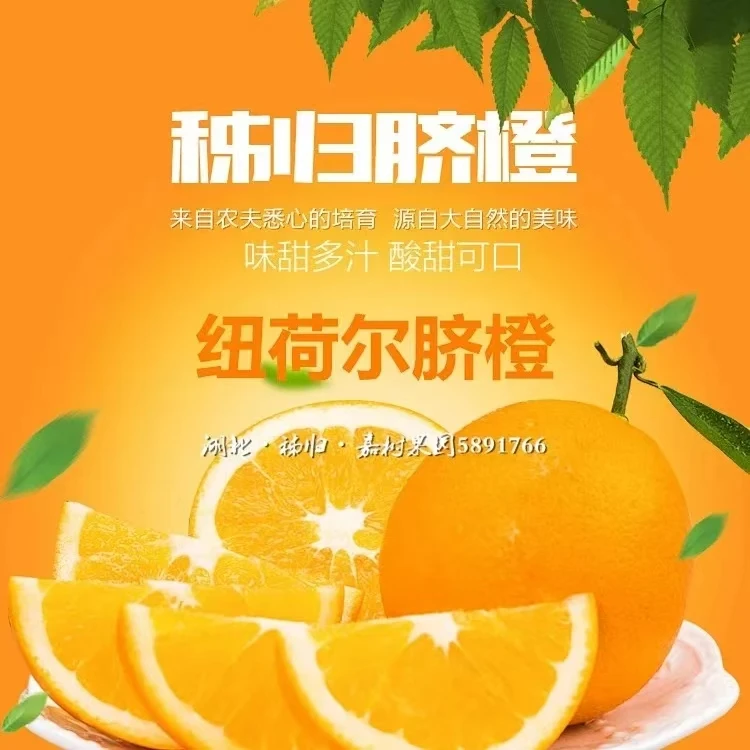 秭归纽荷尔脐橙/圆红脐橙/秭归脐橙产地直供/现摘现发/天然原生态
