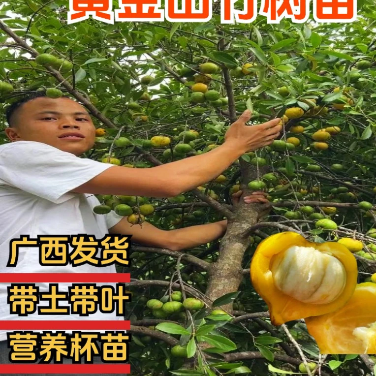 广西岭南黄金山竹树苗大果甜盆栽地栽庭院种植带土带叶南方果树苗