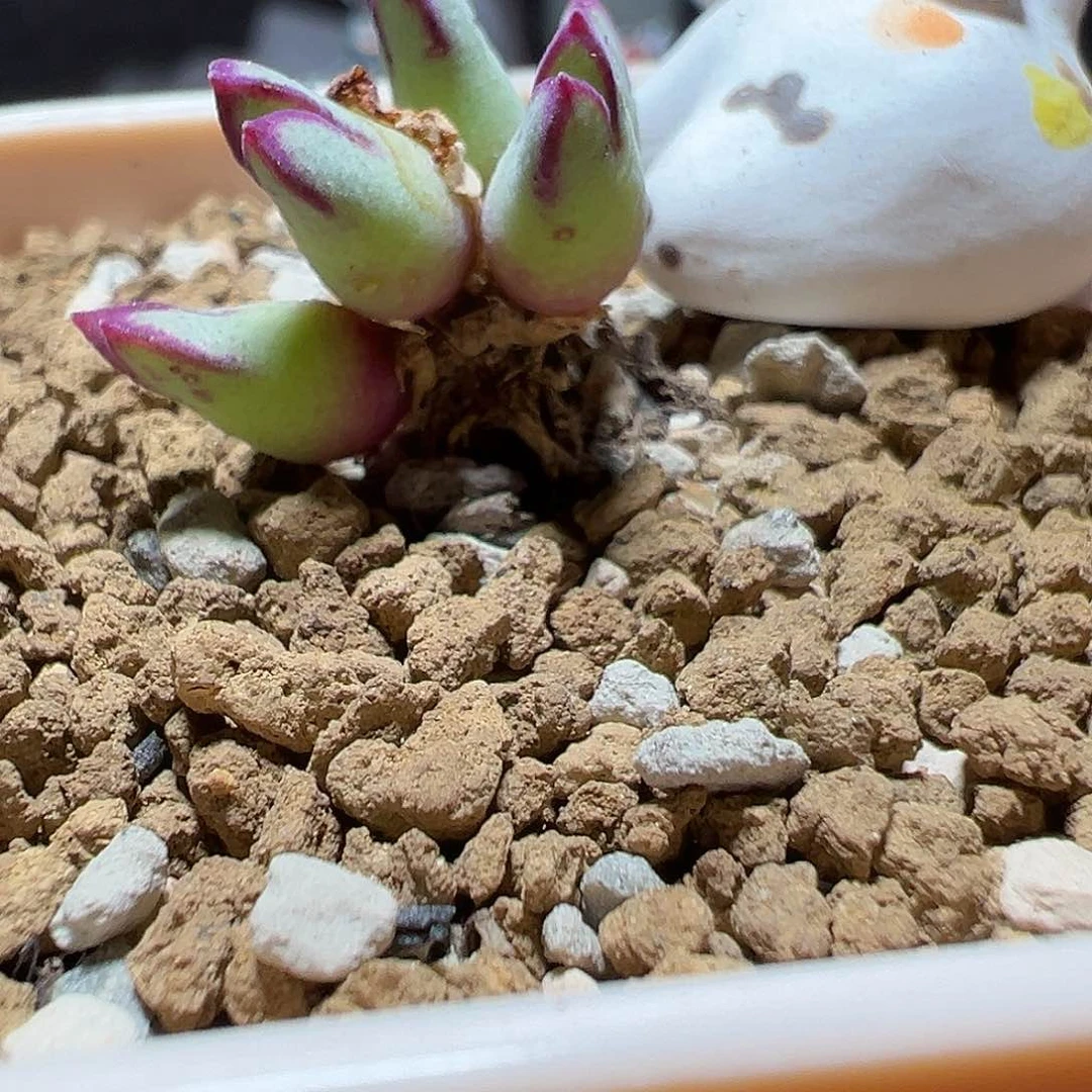 985猪蹄母本分株6头