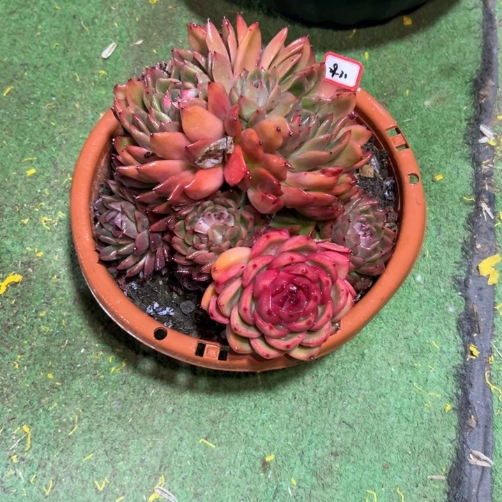 冰***水精品多肉植物老桩杂交