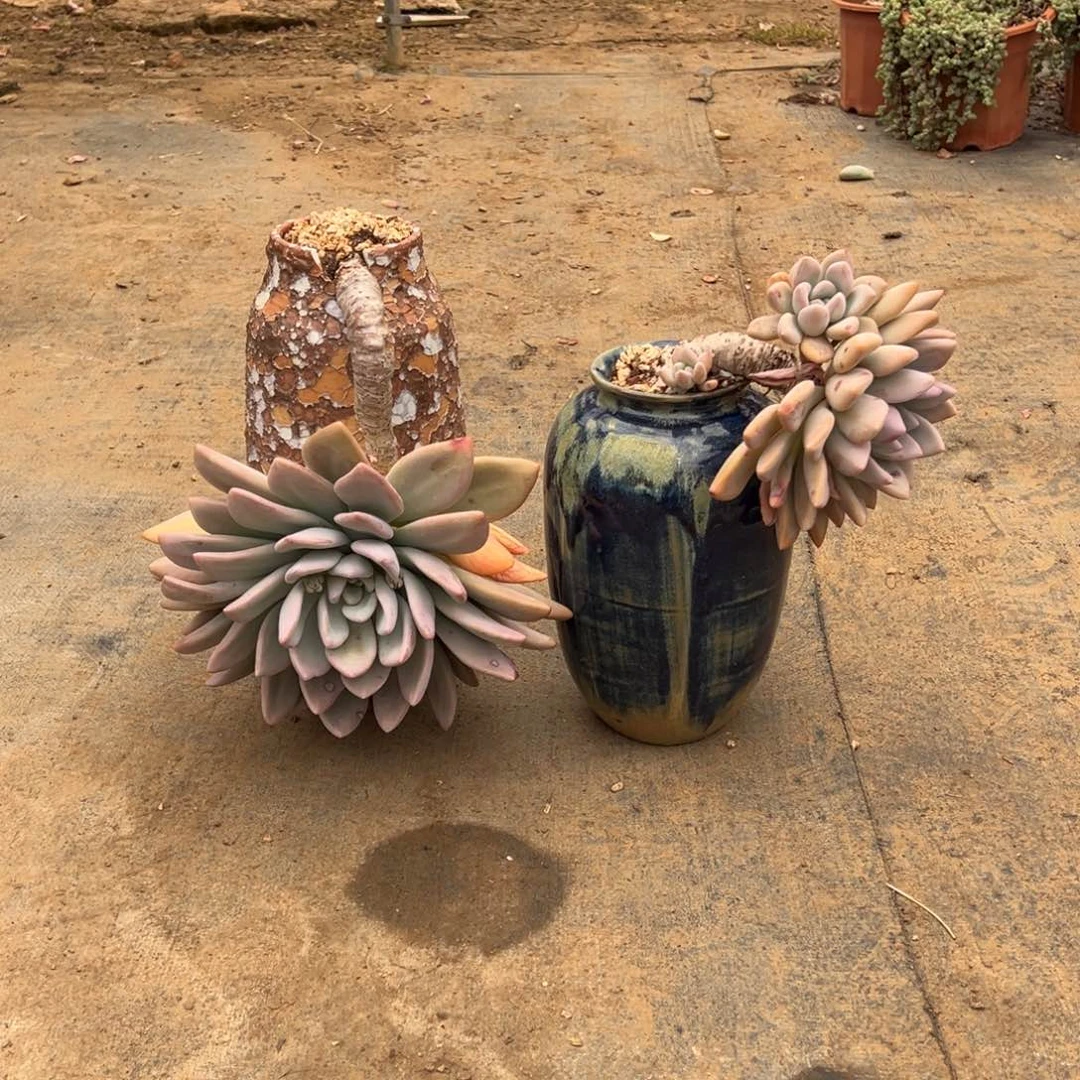 精品两颗奥普琳娜妖桩打包 裸根