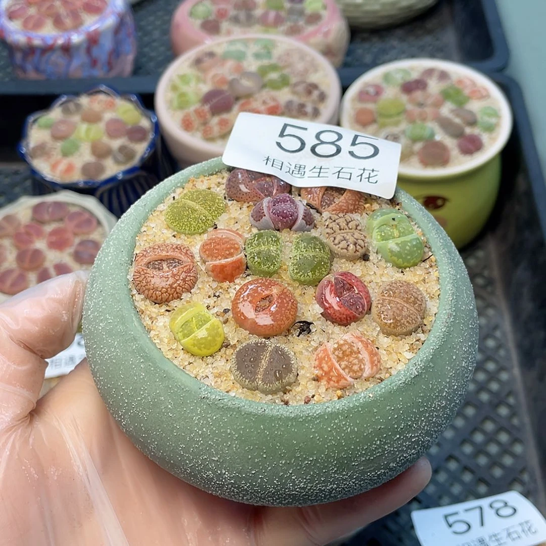 相遇生石花链接585