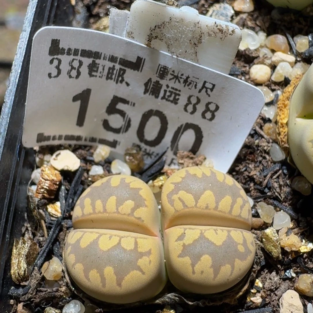 zzzz生石花肉锥1500