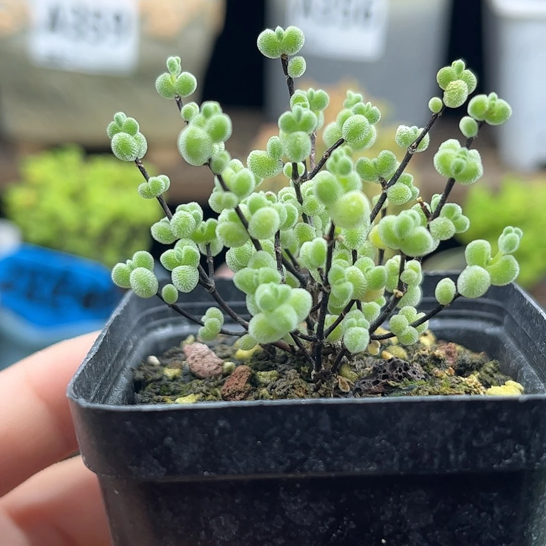 45实生莱斯优选枝干番杏