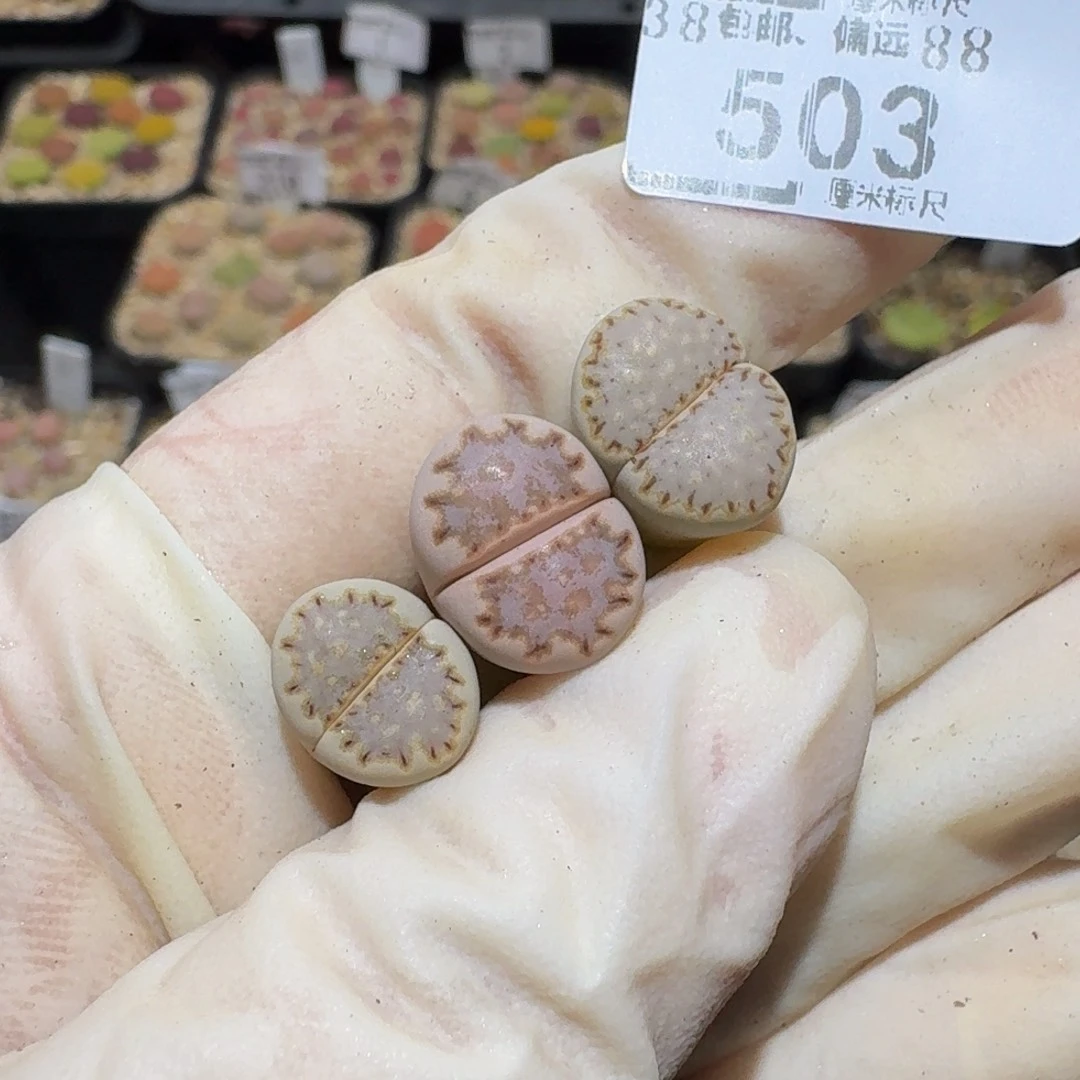 Y***jSssss精品生石花503