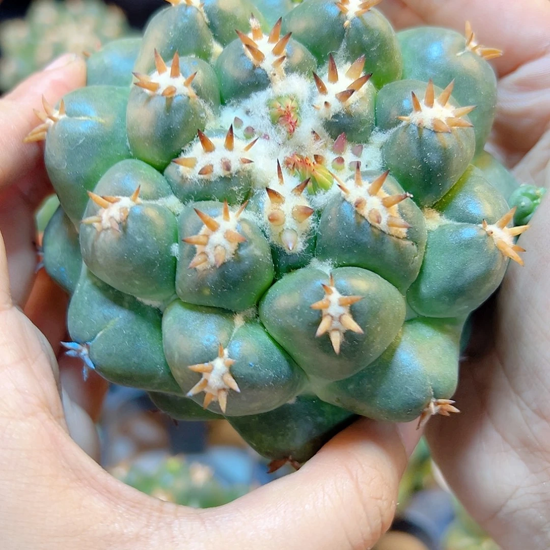 短豪刺獠牙无根8公分