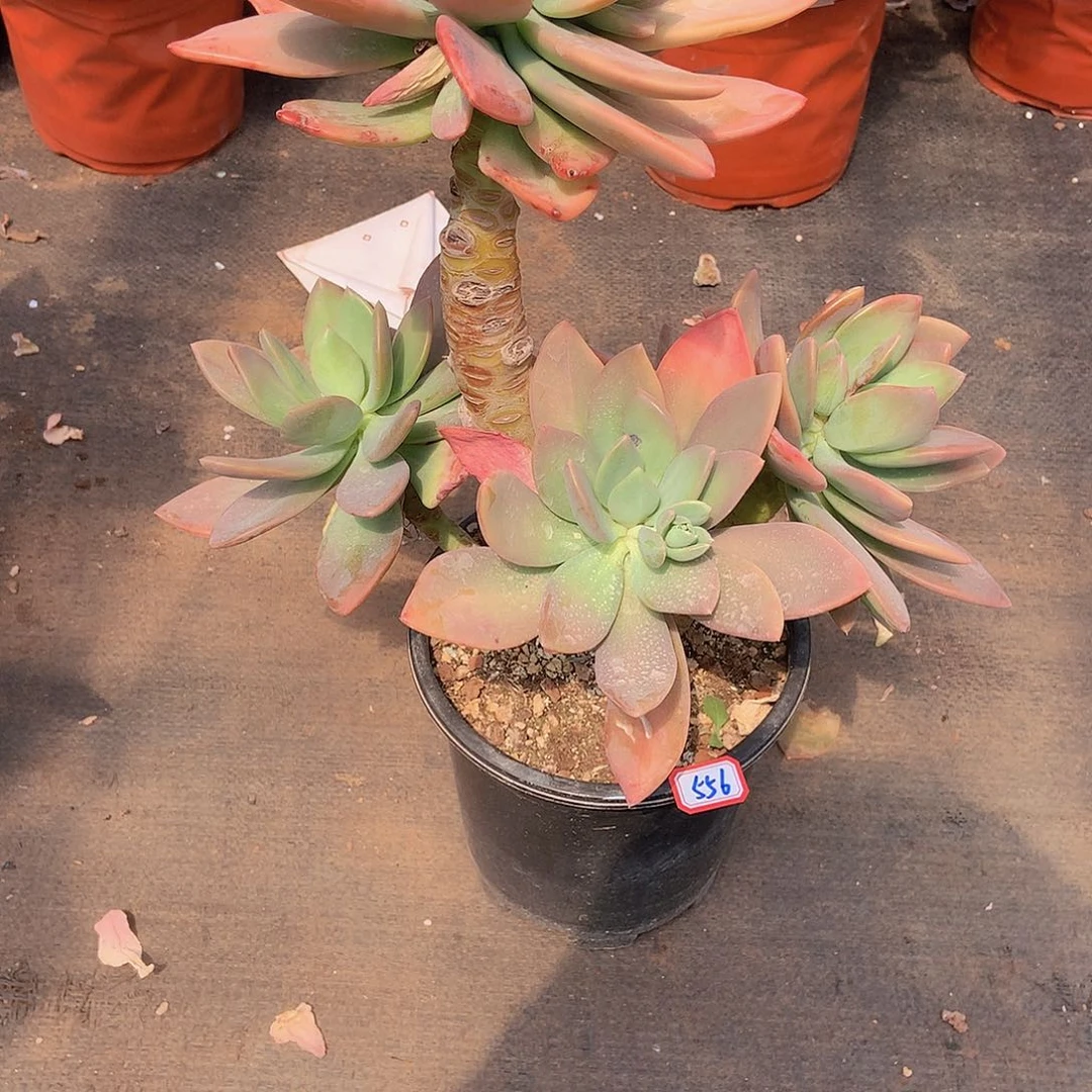 四****香一物一拍多肉家里芒果美人556