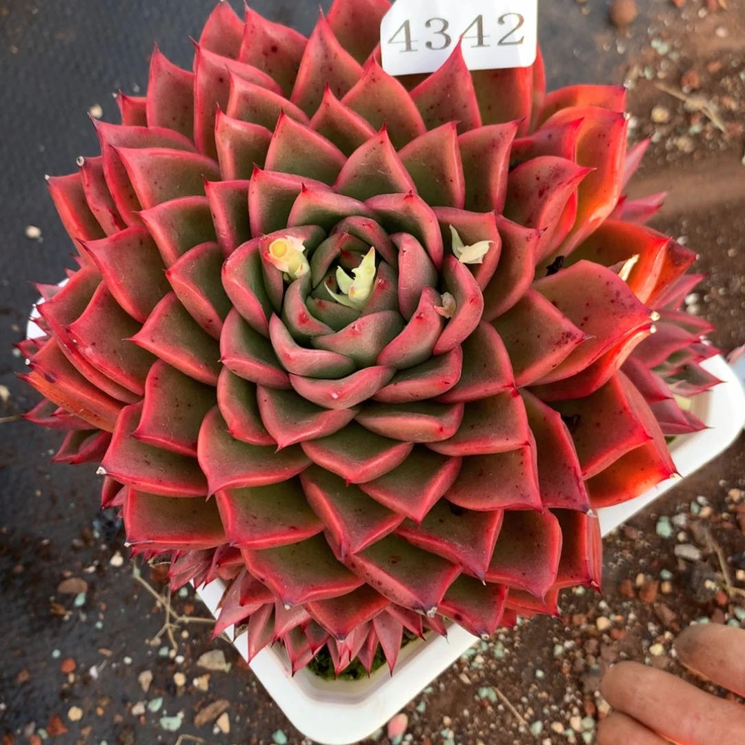 4342杂交多肉植物